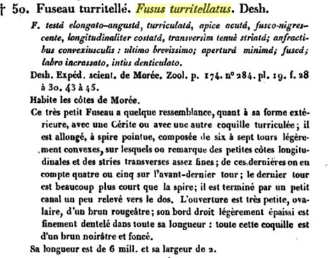 Famiglia Buccinidae: il genere Chauvetia